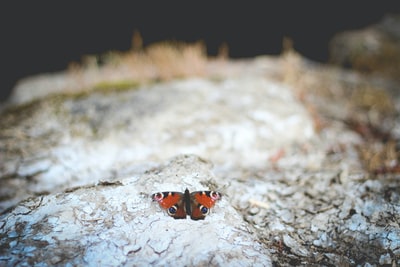 红水飞蓟蛾的选择性聚焦摄影